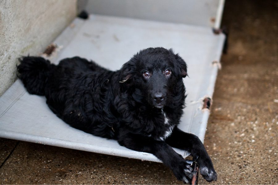 Schwarzer Hund liegt in seinem Zwinger und schaut in die Kamera.