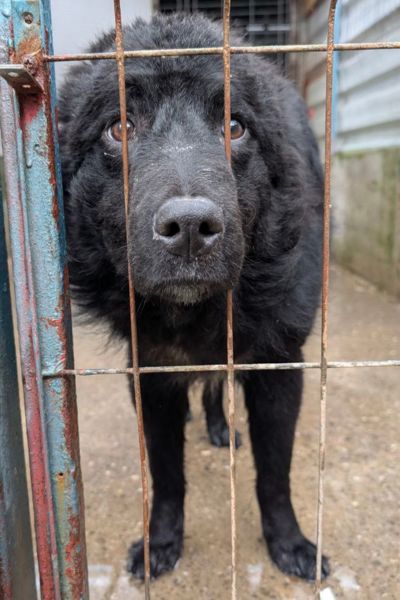 Apollo schaut traurig durch die Gitterstäbe
