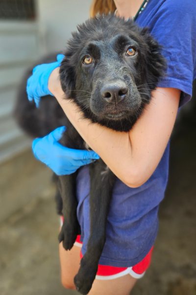 Hund mit schwarzem Fell wird in den Arm genommen.