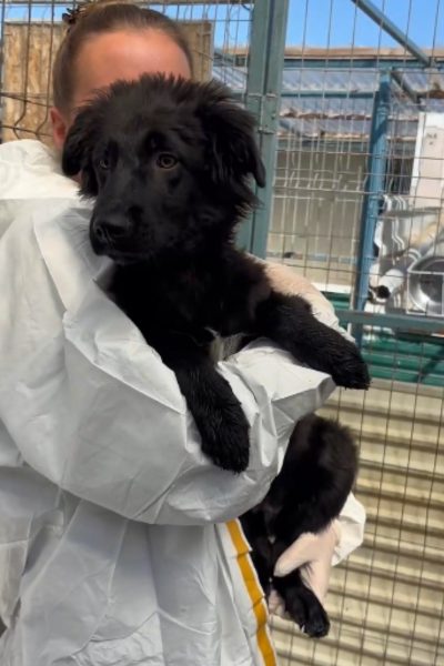 Hund mit schwarzem Fell wird in den Arm genommen.