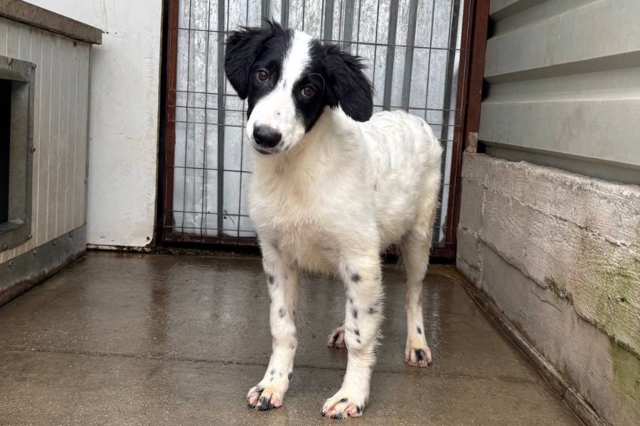 Hund mit weißem Fell und schwarzen Ohren steht in seinem Zwinger uns schaut in die Kamera.