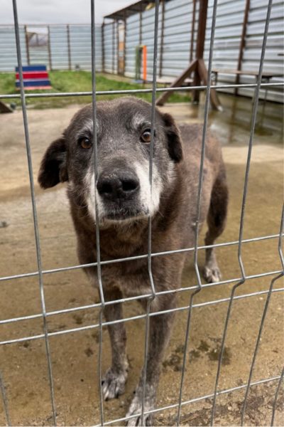 Brauner Hund schaut mit hängenden Ohren durch die Gitter seines Zwingers