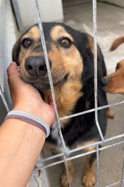Cola wird von einer Pflegerin durch das Zwingergitter gestreichelt.
