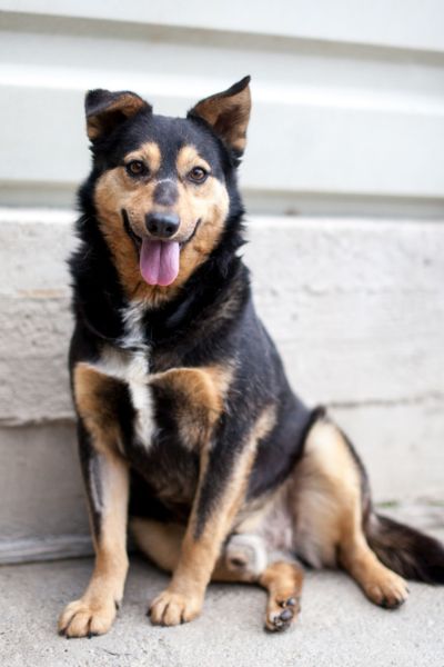 Cola sitzt und blickt hechelnd in die Kamera.