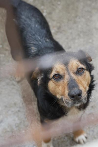 Peppy schaut durch das Gitter in die Kamera