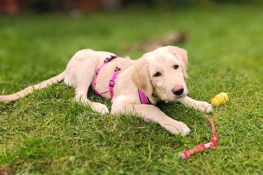 Lady Gaga liegt auf einer Wiese mit Spielzeug um sie herum. Sie schaut geradeaus an der Kamera vorbei.
