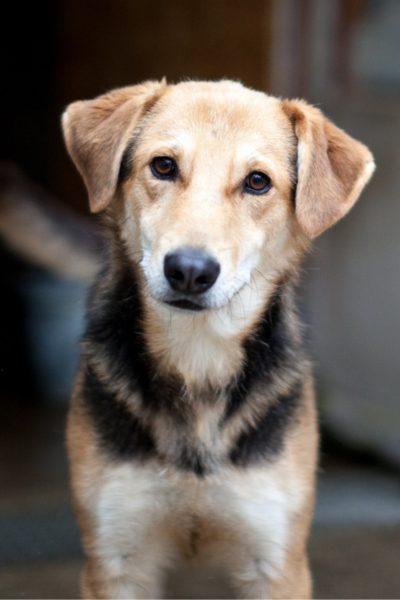 Pitt schaut in die Kamera