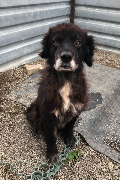 Der schwarze Hundeopi Lance im rumänischen Tierheim