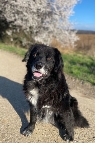 Schwarzer Hund sitzt und schaut in die Kamera.