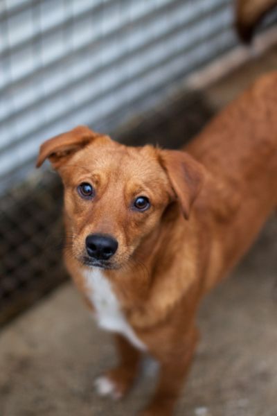 Shrek schaut in die Kamera