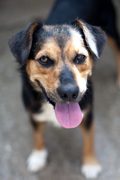 Hündin Peppy blickt hechelnd nach oben in die Kamera.