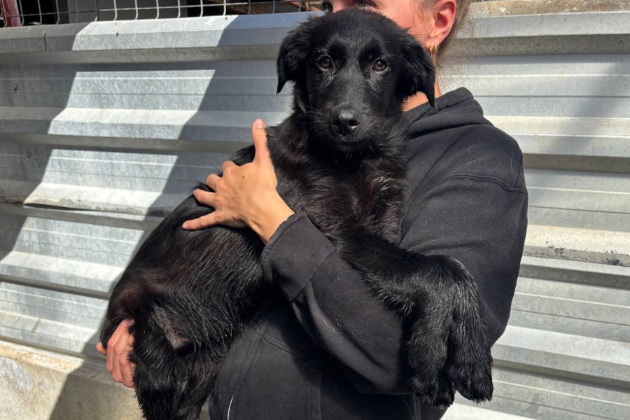 Das schwarze Welpenmädchen Hera wird von einer Pflegerin hochgehoben und schaut in die Kamera.