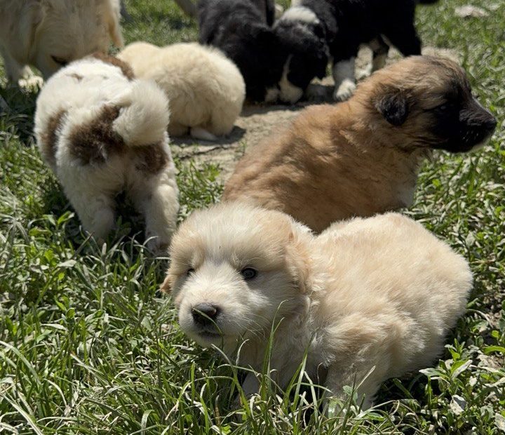 Süße Hundwelpen sitzem im Gras und erkunden ihre Umgebung