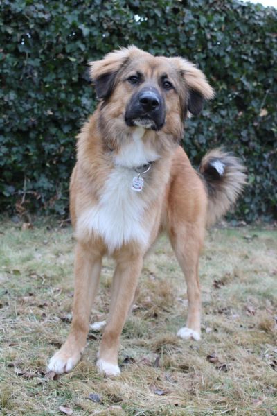 Aperol steht draußen und schaut neugierig.