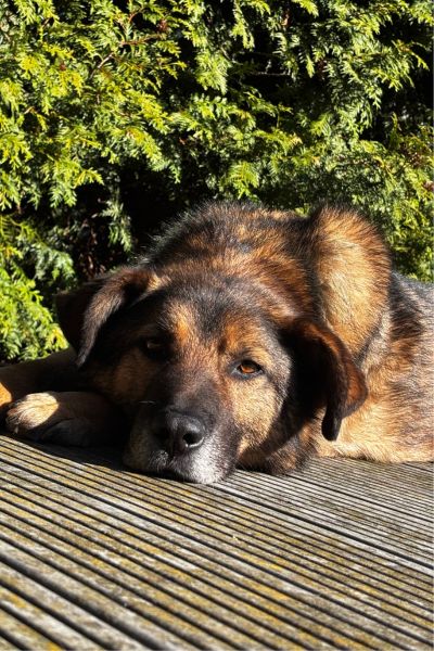 Cosmo liegt entspannt in der Sonne.