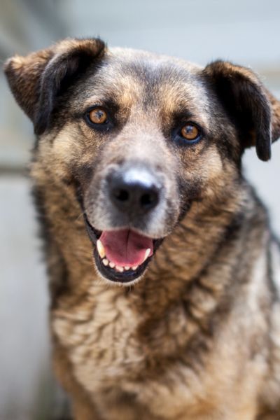 Cosmo schaut aufmerksam in die Kamera.