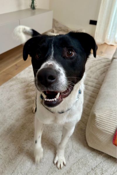 Rüde Zeno schaut neugierig zur Seite.