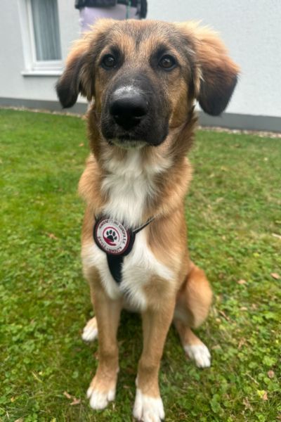 Welpe Aperol sitzt und schaut aufmerksam.