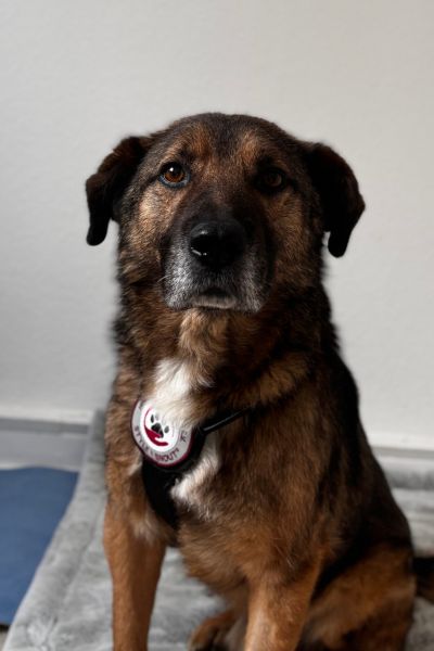 Rüde Cosmo sitzt und schaut aufmerksam in die Kamera.