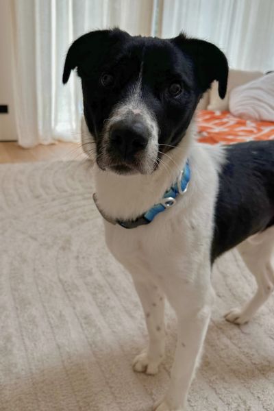 Zeno schaut neugierig in die Kamera.