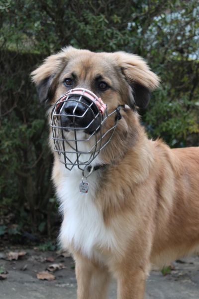 Aperol trägt Maulkorb und schaut aufmerksam zur Seite