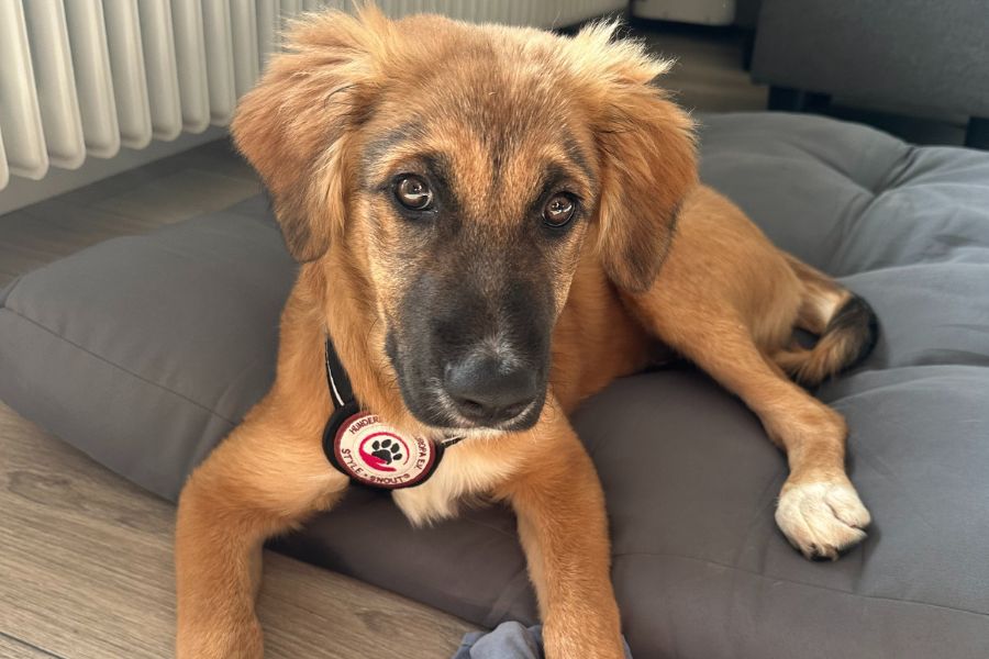 Welpe Aperol liegt auf seiner Decke.