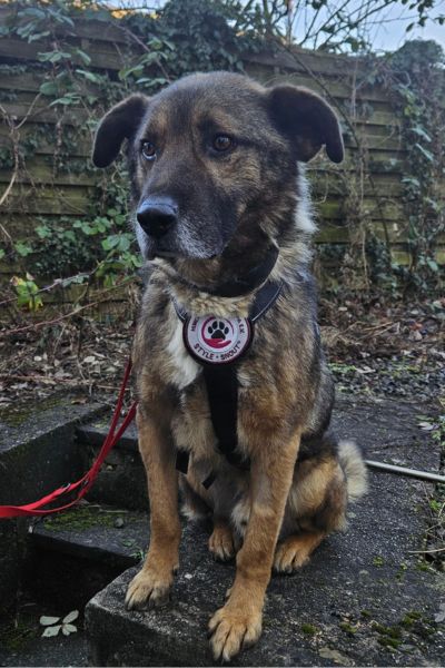 Cosmo sitzt draußen und schaut neugierig.