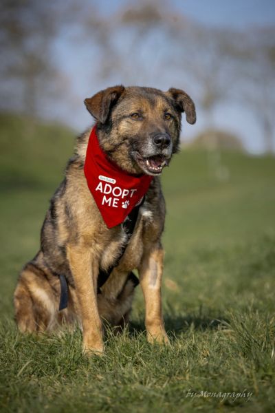 Cosmo sitzt und hechelt.