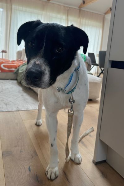 Rüde Zeno steht und schaut mit liebem Blick in die Kamera.