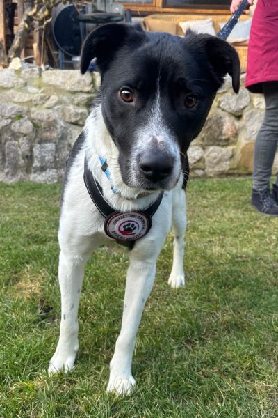 Zeno schaut aufmerksam in die Kamera.