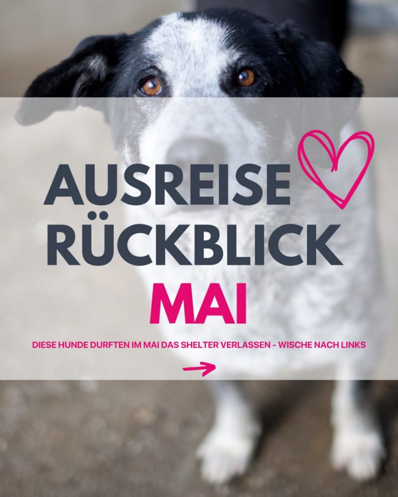Hunde die im Mai ausgereist sind.