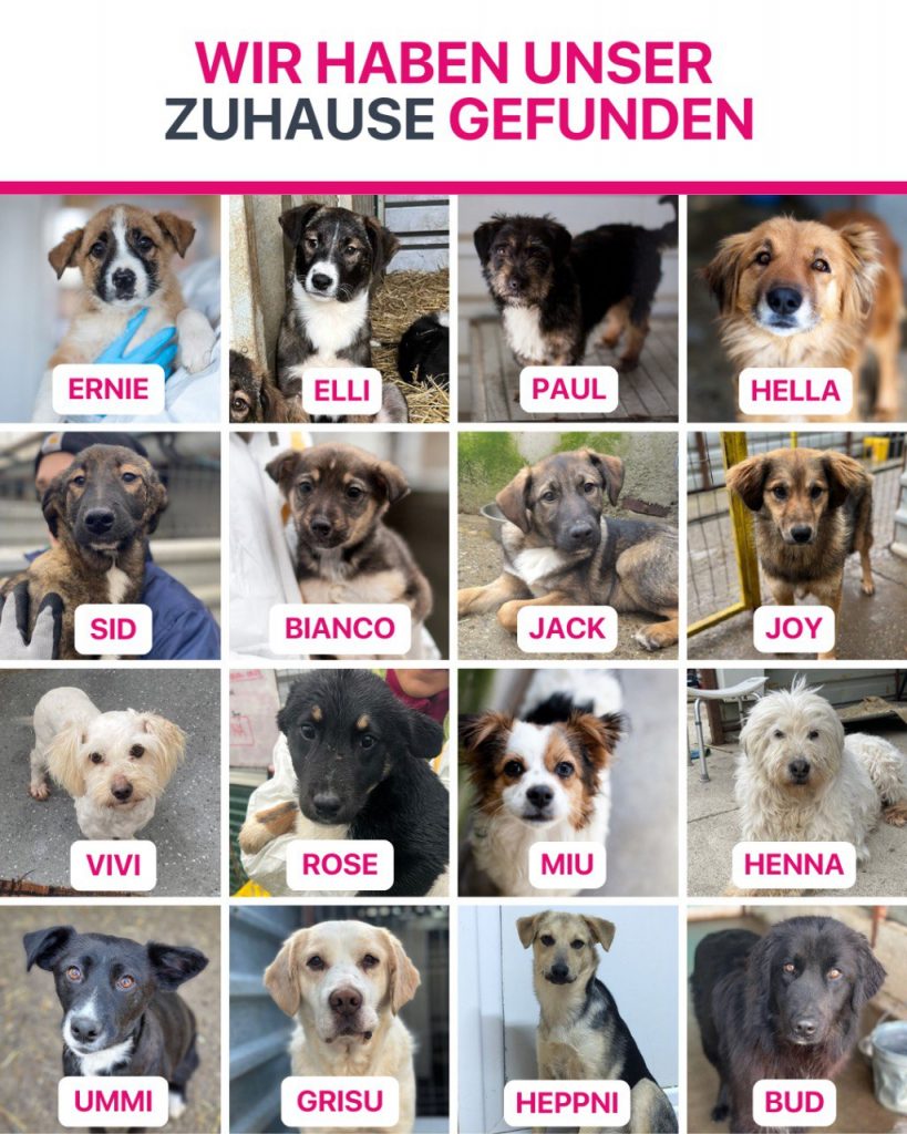 Hunde die im Mai ausgereist sind.