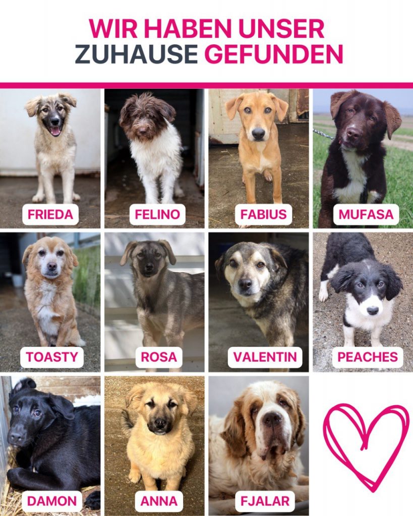 Hunde die im Mai ausgereist sind.
