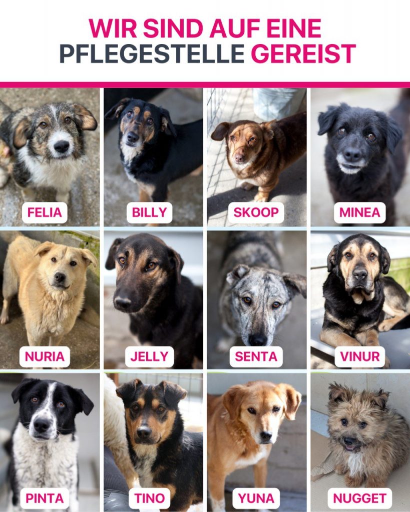 Hunde die im Mai ausgereist sind.