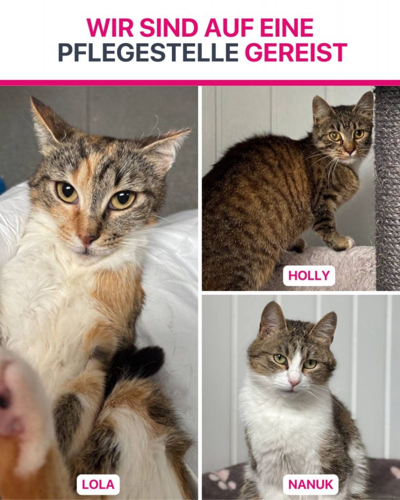 Katzen die im Mai ausgereist sind.