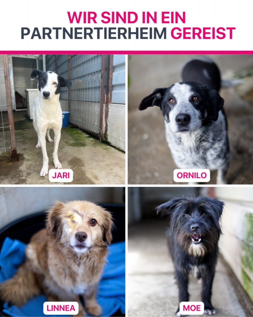 Hunde die im Mai ausgereist sind.