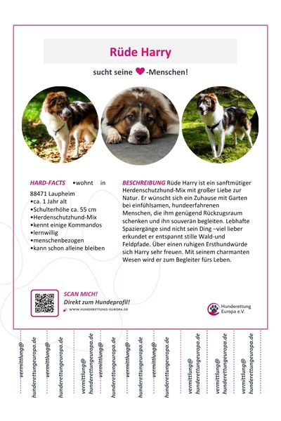 Steckbrief Harry