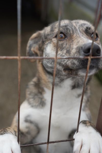 Naroa schaut durch das Gitter.