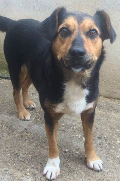 Die tricolor Hündin Peppy schaut in die Kamera