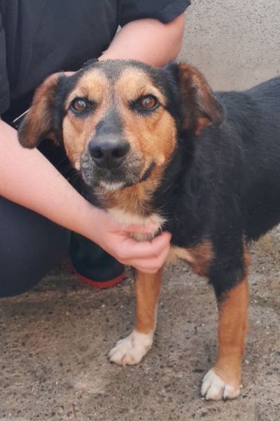 Die tricolor Hündin Peppy schaut in die Kamera