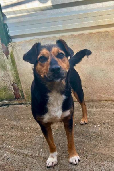 Die tricolor Hündin Peppy schaut in die Kamera