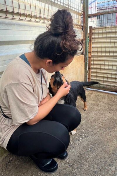 Die tricolor Hündin Peppy schaut in die Kamera