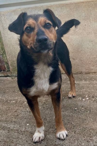 Peppy schaut in die Kamera.