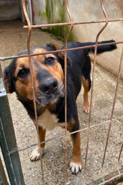 Die tricolor Hündin Peppy schaut in die Kamera