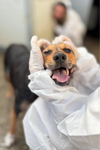 Die tricolor Hündin Peppy schaut in die Kamera