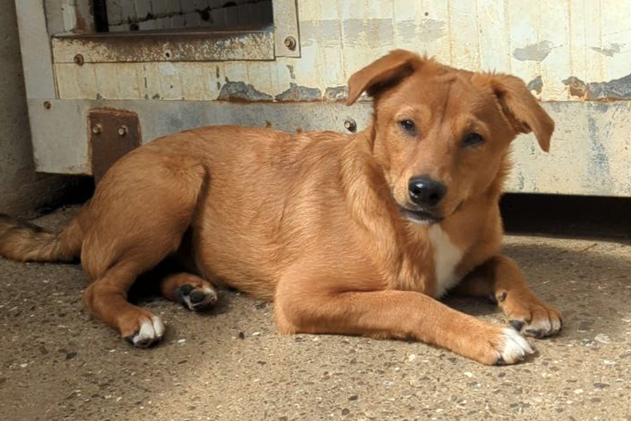 Shrek liegt vor seiner Hütte