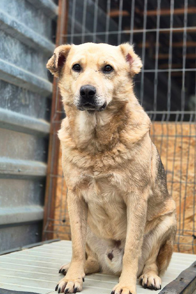 Hund mit beigem Fell sitzt auf seiner Hütte im Shelter und schaut in die Kamera