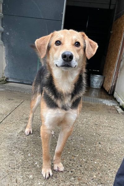 Schwarz brauner Hund schaut in die Kamera
