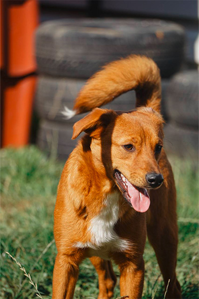 Shrek schaut zu Seite