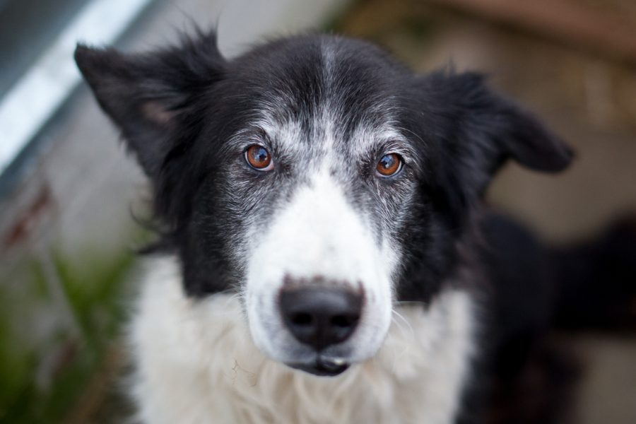 Alten Hund adoptieren aus dem Tierschutz: Schwarz weiße Hündin mit grauer Schnauze